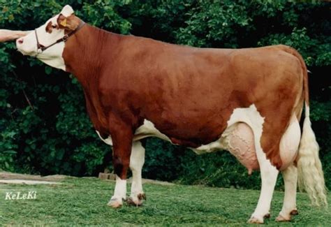 red and white dairy cattle | Livestock Practicum | Hereford cattle ...