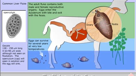 Fasciola Hepatica Life Cycle