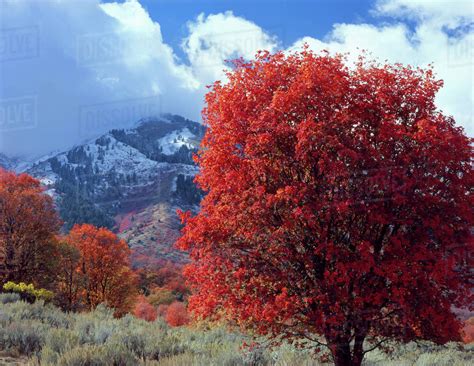 Utah. USA. Bigtooth maple trees (Acer gradidentatum) in autumn on ...