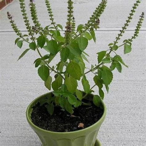 Green Holy Basil Tulsi Plant, Ocimum Tenuiflorum at Rs 100/plant in ...