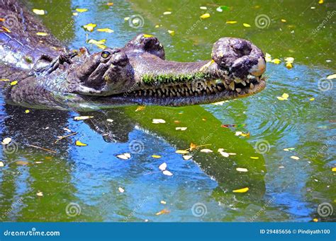 Indian gharial crocodile stock photo. Image of swamp - 29485656