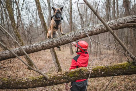 140+ Rescue Dog At Mountain Rescue Service Stock Photos, Pictures ...