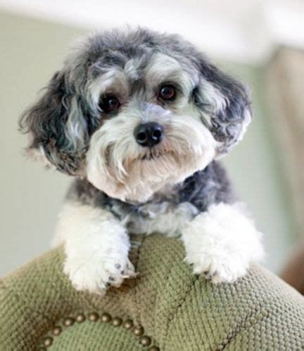 Maltipoo Dog Breed Information, Images, Characteristics, Health