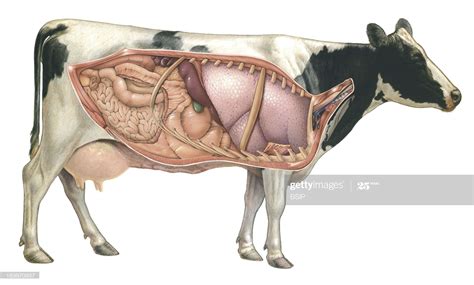 Cow Anatomy, Drawing. | Horse anatomy, Anatomy, Animal science