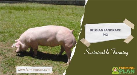 Belgian Landrace Pig: Sustainable Farming - Farming Plan