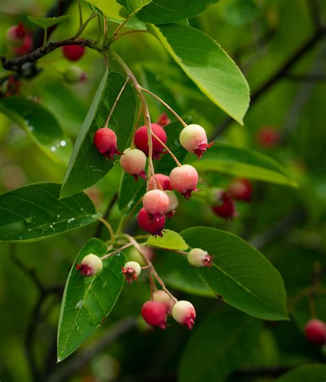 Serviceberry - Eco Tree Company