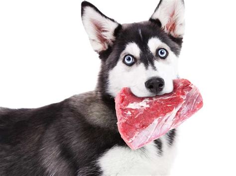 Dog On Raw Meat Diet