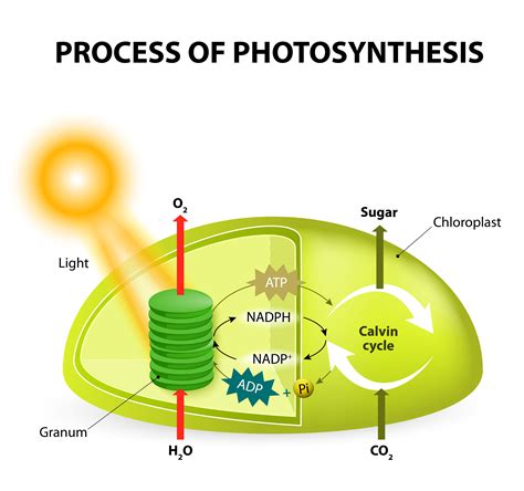 Photosynthesis Cycle Diagram