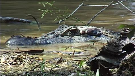 Crocodile At River In Amazon Rainforest In Peru Stock Footage Video ...