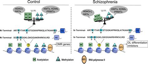 Frontiers | Histone Acetylation and Methylation Underlie ...