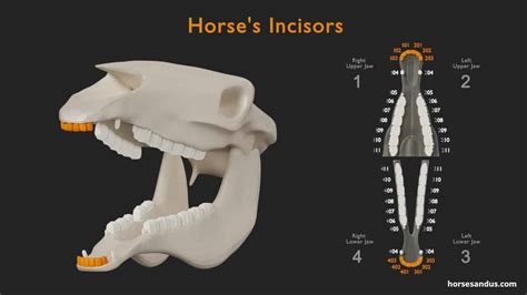 Horse Teeth Anatomy and Function [Pictures & Animations] (2022)