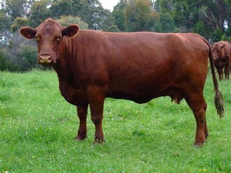 Red Poll Cattle | Cattle, Barnyard animals, Endangered species project