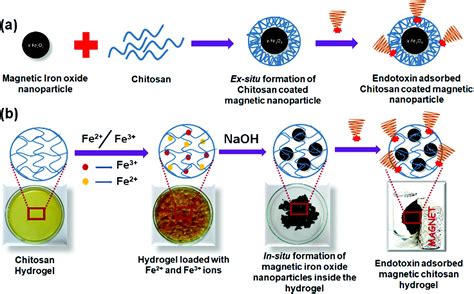 Chitosan based in situ and ex situ magnetic iron oxide nanoparticles ...