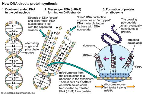 Messenger RNA (mRNA) | Description & Function | Britannica