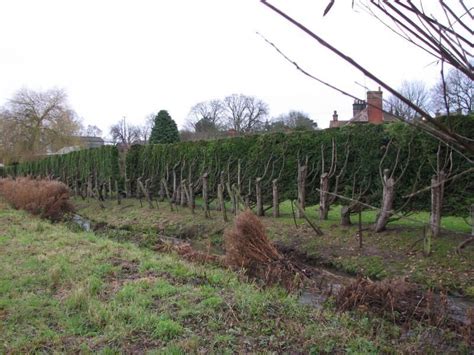 Reviving a Leylandii Hedge | Leylandii hedge, Hedges, Plants