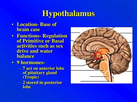 PPT - Hypothalamus PowerPoint Presentation - ID:394800