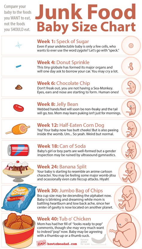 Baby Size Compared to Junk Food (A More Honest Chart) – HowToBeADad.com