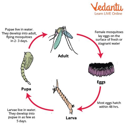 Culex Mosquito Life Cycle