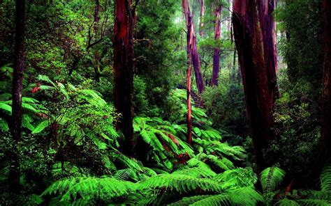 Amazon Rainforest Wallpapers - Wallpaper Cave