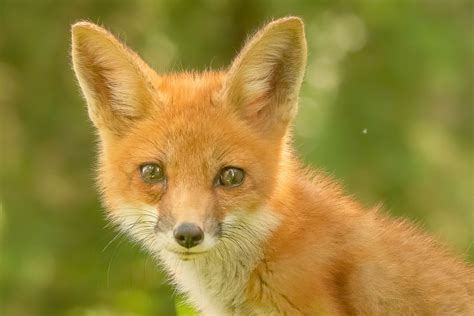 Cute Baby Fox – jantrabuephotography.com