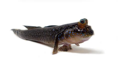 Atlantic Mudskipper - Hutchings Museum Institute