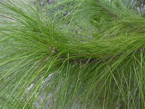 PINUS ELLIOTTII SLASH PINE TREE Seeds! £3.20 - PicClick UK