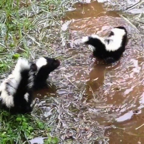 Baby skunks playing in puddlehttp://i.imgur.com/XqDS6na.gif | Baby ...