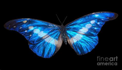 Helena Morpho Morpho Helena Photograph by Photo Researchers, Inc ...