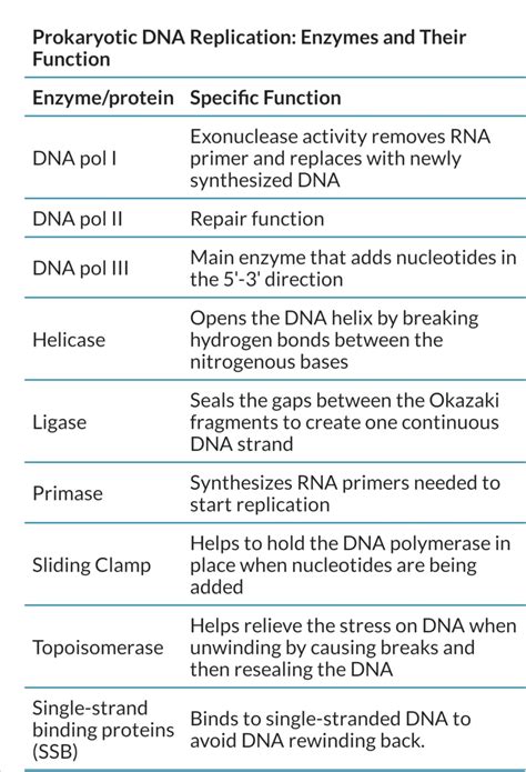 How many types of DNA polymerase are present in bacteria?