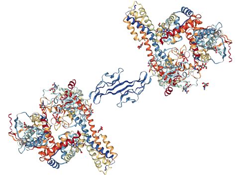 Haptoglobin Protein Overview | Sino Biological