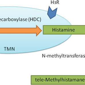 Schematic illustration of histamine synthesis, metabolism and ...