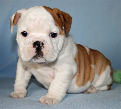 Bulldog - Puppies, Rescue, Pictures, Information, Temperament ...