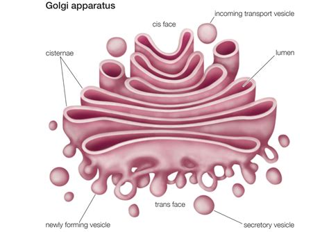 02.9 Cellular Components