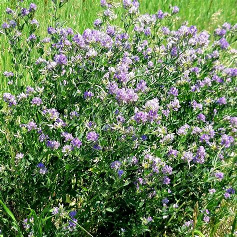 Alfalfa Seed – John Boy Farms