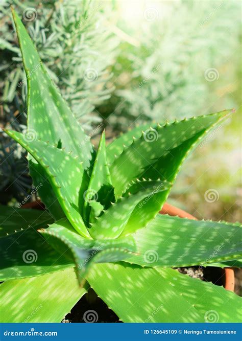 Aloe Vera Plant in Sunlight Stock Image - Image of natural, heal: 126645109