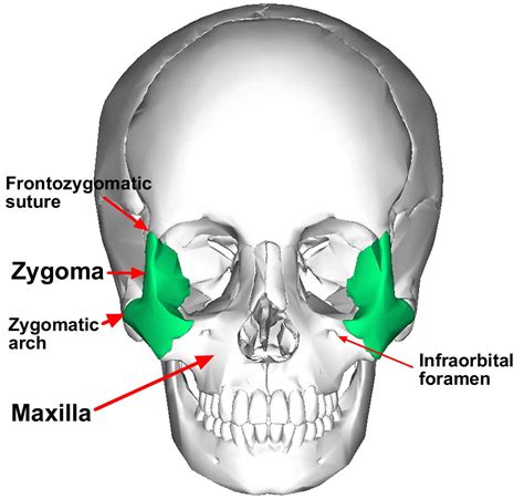 Zygomaticus Major Function