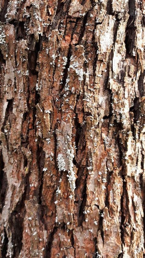 Pear tree bark stock image. Image of woods, photography - 11167761