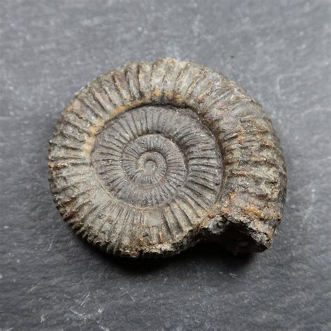 Ammonite from Whitby - UK Ammonite fossils - Whitby Ammonites