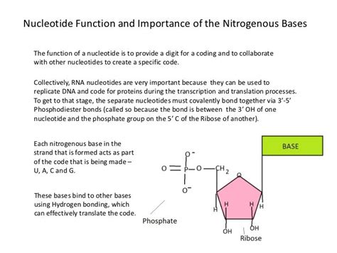 Rna nucleotides chemical structure, function, importance of bases