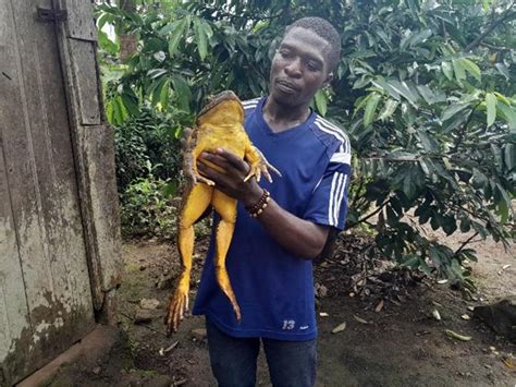 Saving the Endangered goliath frog in Cameroon - Conservation ...