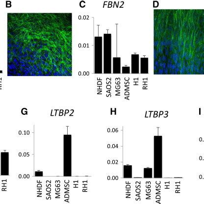 Expression of fibrillin/LTBP gene family members. | Download Scientific ...