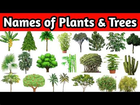 TREES NAMES # PLANTS NAMES # Trees and Plants names in English ...