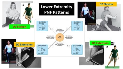 PNF patterns....D1 and... - Occupational therapy activities