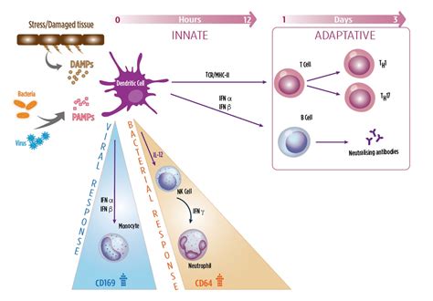 Innate versus Adaptive - Beckman Coulter