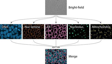 Extracting multiple cellular structures from single bright-field ...