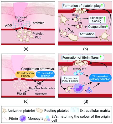 Supposed EV role in hemostasis phase of healthy wound healing ...