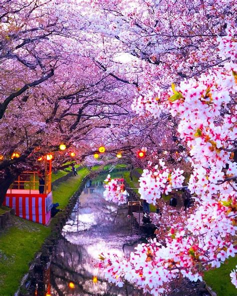 foto taman bunga sakura - Dawn Wright