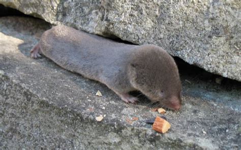 Venomous or Poisonous Mammal? The Shrew - Do They Really Have Poison or ...