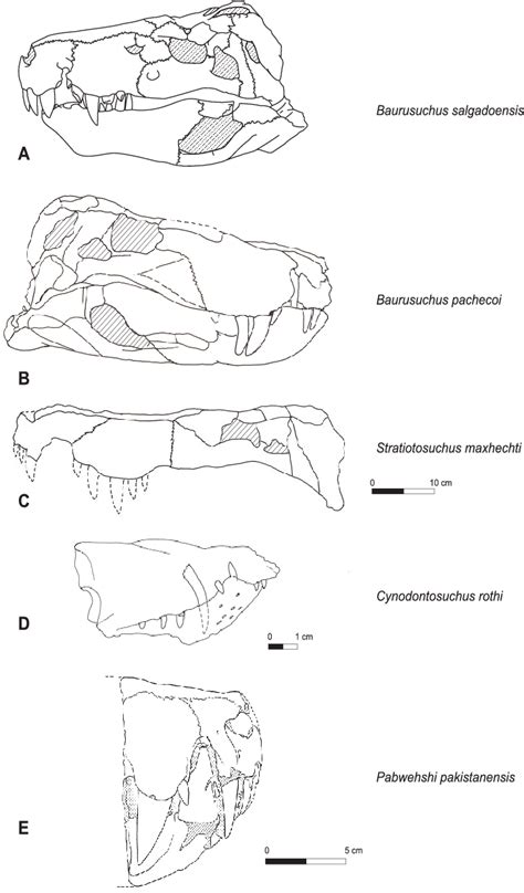 Skull morphology of baurusuchids. (A) Baurusuchus salgadoensis; (B ...