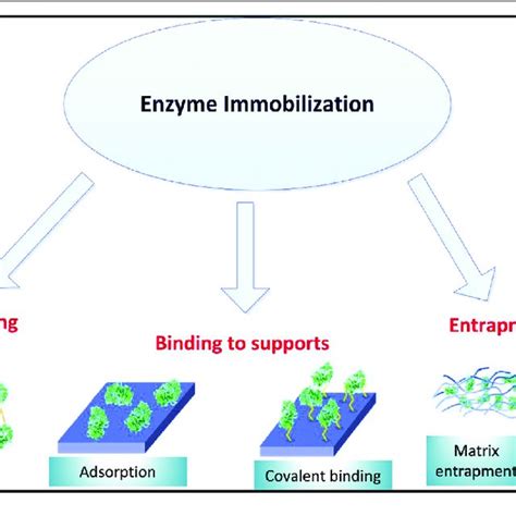 | Enzyme immobilization methods. | Download Scientific Diagram